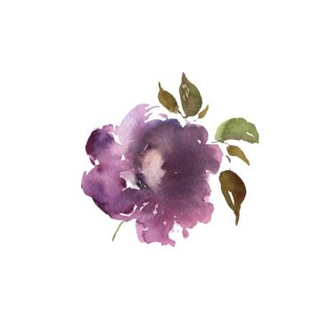 Watercolor flower, hand drawn colorful beautiful blossom purple plant for cards prints and invitation. Vector floral illustration. Watercolor flower, hand drawn colorful beautiful blossom purple plant for cards prints and invitation. Vector