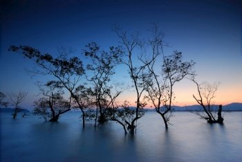  mangrove trees sunset on water