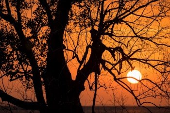 Beautiful landscape with tree Branches silhouette at sunset 