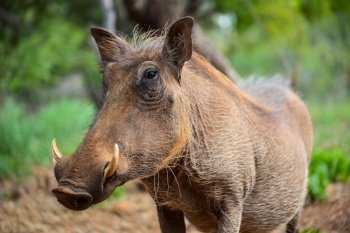 Close up of a wild African Warthog