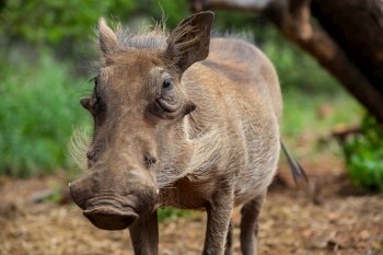 Wild Warthog in a South African game reserve
