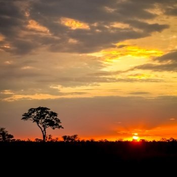 Silhouetted trees with dramatic red sky at sunset in South African bush