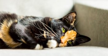Close up of the face of a black and ginger cat on a couch