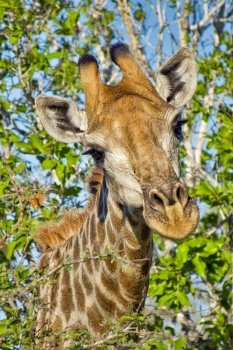 Giraffe, Giraffa camelopardis, Kruger National Park, South Africa, Africa. Alberto Carrera