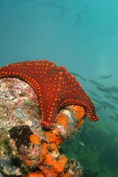 Red Sea Star, Galapagos National Park, Galapagos Islands, UNESCO World Heritage Site, Pacific Ocean, Ecuador, America