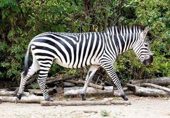 A zebra walking in the zoo