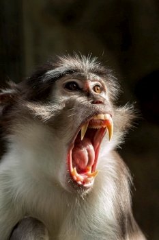 Angry monkey Sooty mangabey (Cercocebus atys lunulatus )
