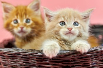 Maine coon kittens in basket, red and cream. Cute shorthair purebred cat on pink background. Ginger and beige hair attractive kitty from new litter.. Maine coon kittens in basket, red and cream