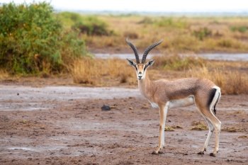 Antelope is standing in the savannah of Kenya