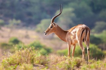 An antelope is standing, safari in Kenya
