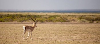 Antelope is walking away, scenery of the Kenyan savannah
