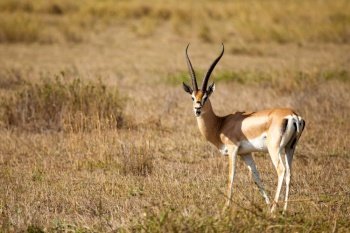 Antelope is standing in the savannah of Kenya, impala is watching
