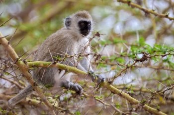 Little monkey on a tree