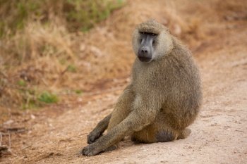 Monkey is sitting on the road, baboon, on safari in Kenya