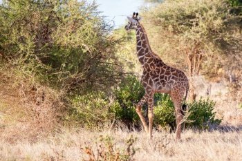 Giraffe is walking through the bush of Kenya
