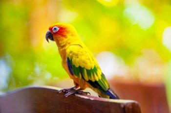 Maldives, a parrot bird