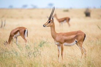 Some antelopes in the grassland of the savannah of Kenya. An antelopes in the grassland of the savannah of Kenya