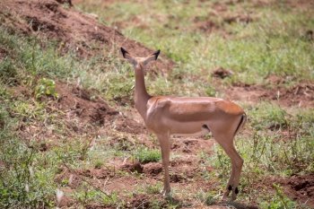 Some antelope in the grassland of the savannah. An antelope in the grassland of the savannah 