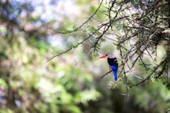 Very colorul native birds sit on branches. Very colorful native birds sit on branches of trees