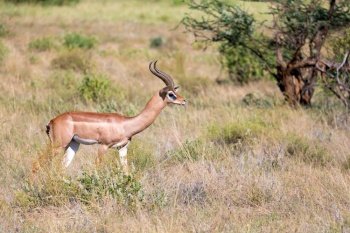 The Gerenuk walks in the grass through the savannah. A Gerenuk walks in the grass through the savannah
