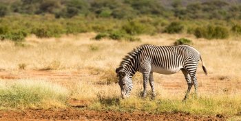 The Grevy Zebra is grazing in the countryside of Samburu in Kenya. A Grevy Zebra is grazing in the countryside of Samburu in Kenya