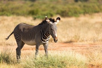 The Grevy Zebra is grazing in the countryside of Samburu in Kenya. A Grevy Zebra is grazing in the countryside of Samburu in Kenya