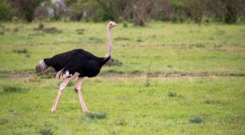 One male Ostrich bird runs through the grass landscape from the savannah in Kenya. A male Ostrich bird runs through the grass landscape from the savannah in Kenya