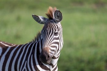 The closeup of a zebra in a national park. A closeup of a zebra in a national park