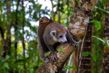 The crown lemur on a tree in the rainforest of Madagascar. A crown lemur on a tree in the rainforest of Madagascar
