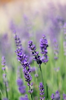 Purple lavender blooms in a field in summertime.. Purple Lavender Blooms