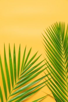 Palm leaf isolated on orange background. Summer background concept.. Palm leaf isolated on orange background.