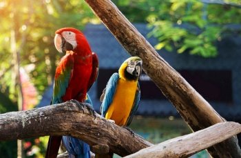 Colorful macaw bird on tree branch.