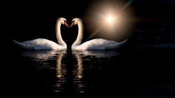 Two swans kiss on black background with sun behind