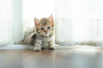 Close up of  cute kitten sit and playing in home.