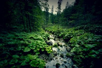 Dark green forest and river. Wilderness and nature.