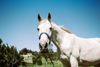 A colorful shot of a white horse looking to camera