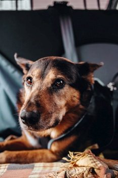 A old black and brown dog looking to camera from the back seat