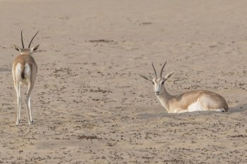 Arabian sand gazelle seen in the desert of Dubai Emirates,United Arab Emirates (UAE), Middle East, Arabian Peninsula. Arabian sand gazelle, Dubai, UAE