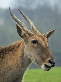 Eland Antelope (Taurotragus oryx) It is one of the largest antelopes, these animals are very difficult to approach.
