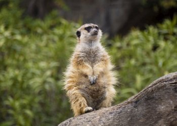 Watching meerkat sitting atop a wooden trunk