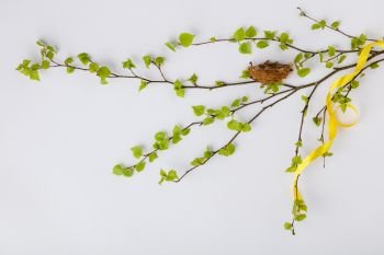 Easter composition with spring branches on white backgrount, flat lay, top view