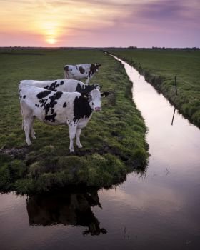 cows and canal in dutch green meadow during sunset with colorful sky