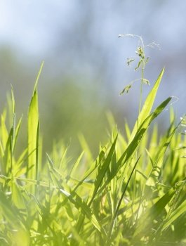 closeup of grass against sunlight and blue sky from low angle