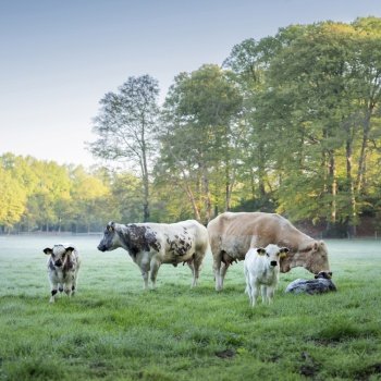 beef cows and calves in meadow on early foggy misty spring morning in meadow next to forest in the netherlands near utrecht