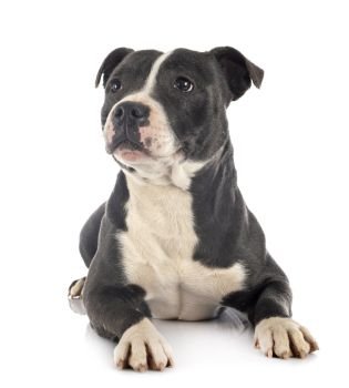 staffordshire bull terrier in front of white background