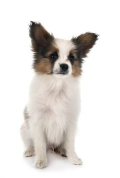 puppy papillon dog in front of white background
