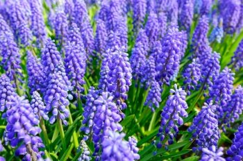 Large hyacinth flowerbed in Netherlands. hyacinth field closeup in Netherlands