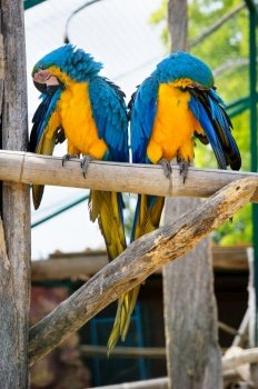 Two blue and yellow Macaw Parrots sitting together in zoo. Two blue and yellow Macaw Parrots