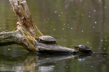 Two Red Eared Terrapin Turtles AKA Pond slider - Trachemys scripta elegans having a sunbath on driftwood fallen in water. Red Eared Terrapin Turtles AKA Pond slider - Trachemys scripta elegans