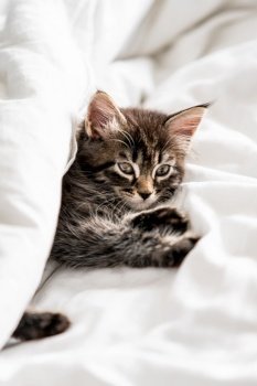 Cute little kitten looks out from under the blanket indoors
